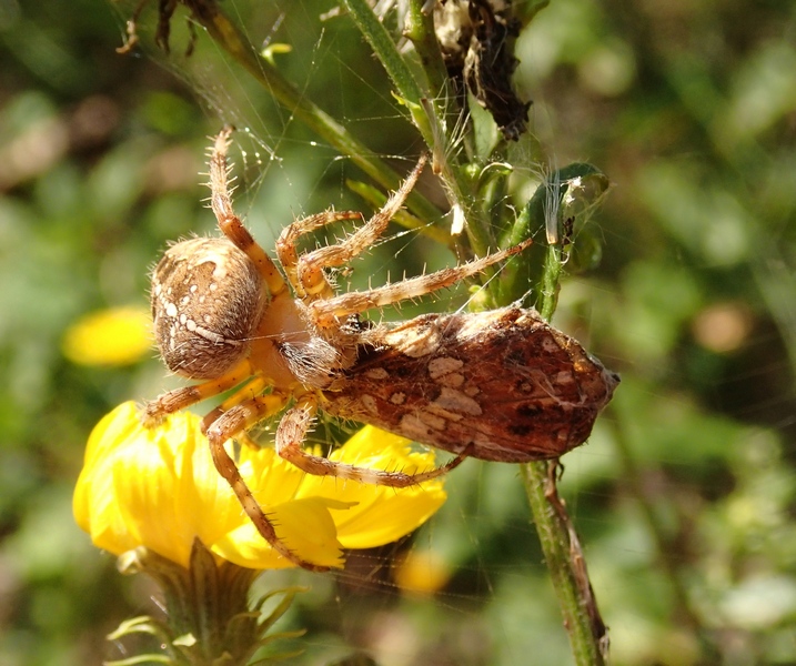 Araneus diadematus con preda